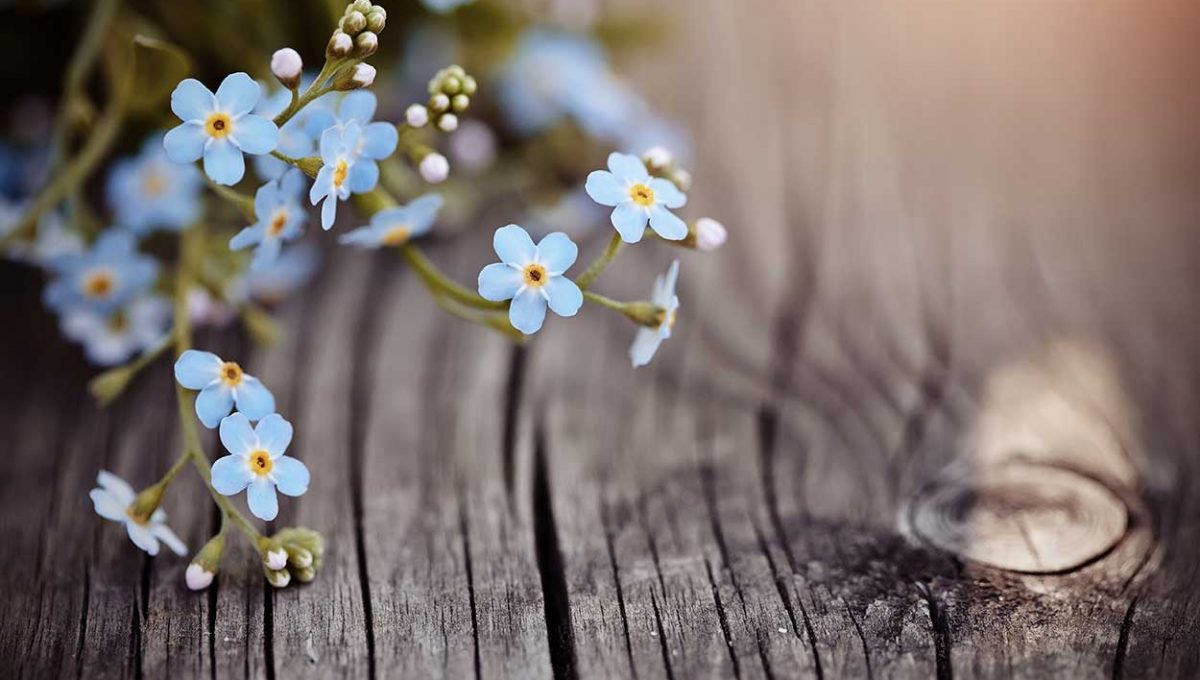 Duets of Forget-me-nots - 2 part harmony arrangement,performed by Free Harmony